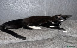 British Longhair cats for sale: 3 beautiful kittens for sale (ready to leave asap) - Image 8