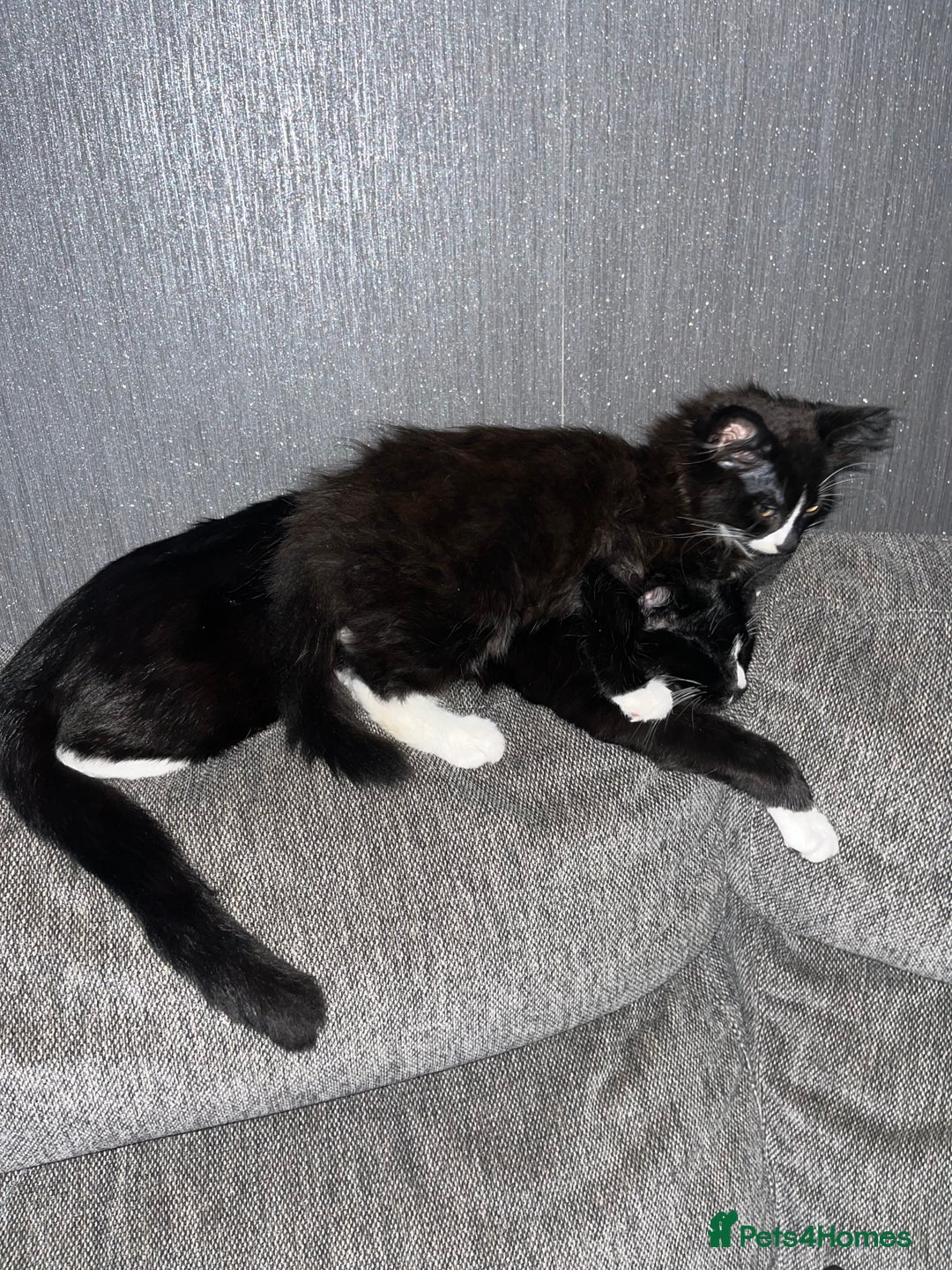 British Longhair cats for sale: 3 beautiful kittens for sale (ready to leave asap) - Image 8