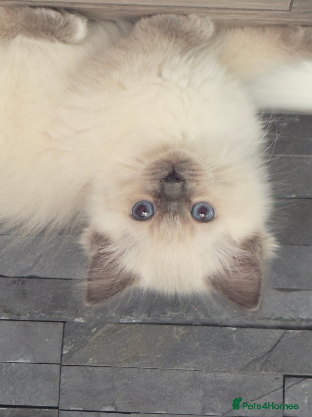 Ragdoll cats for sale: GCCF SEALPOINT RAGDOLL KITTENS - Image 13