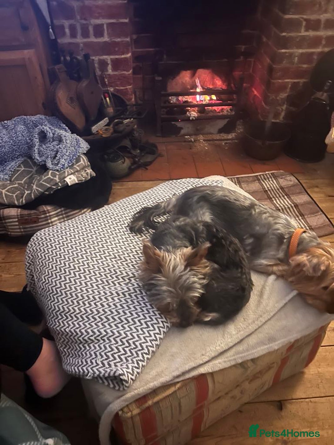 Yorkshire Terrier dogs for sale:  Yorkshire Terrier Puppies - Hampshire  - Image 8