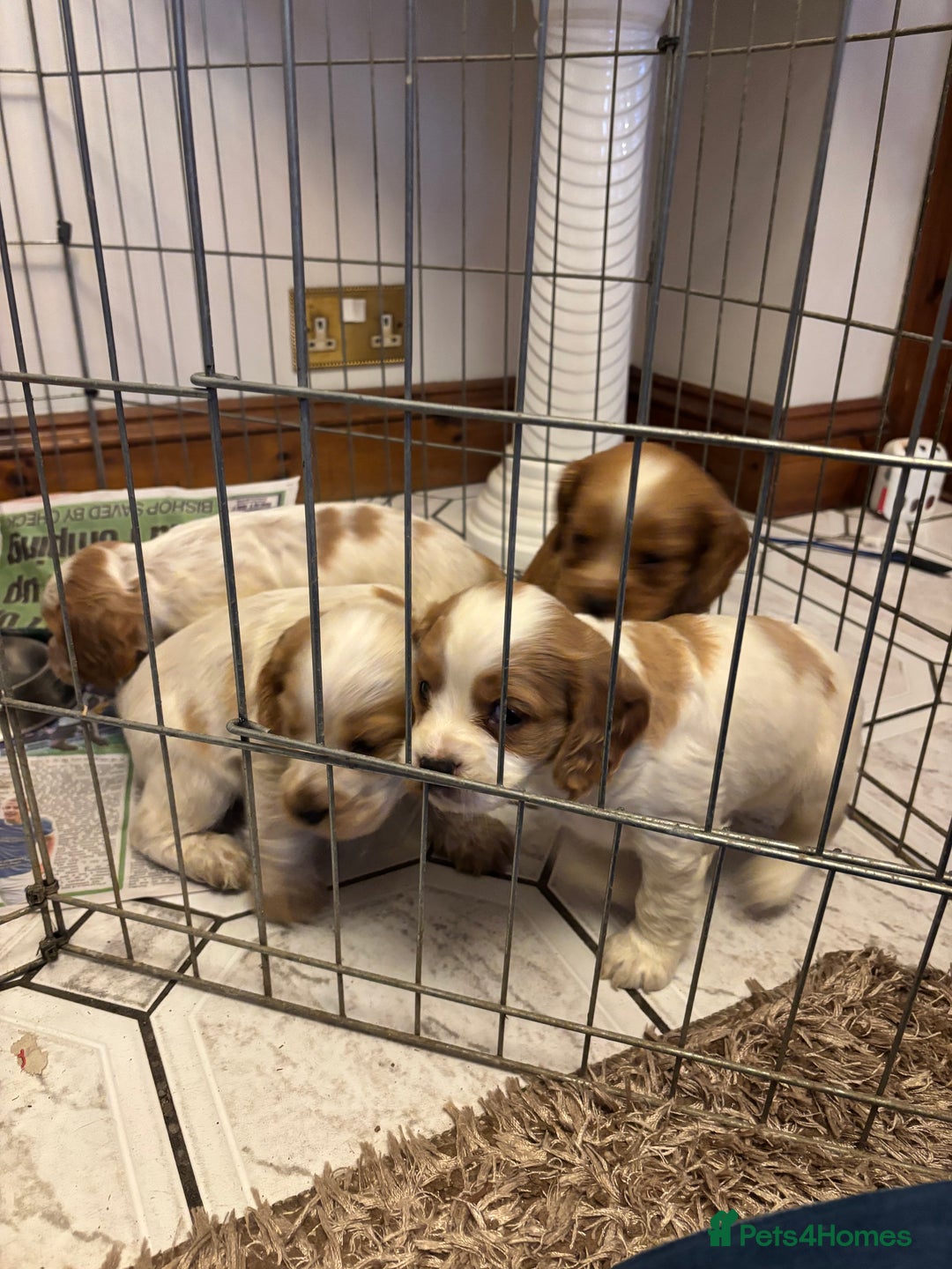 Cocker Spaniel dogs for sale: KC reg cocker spaniels  - Advert 6