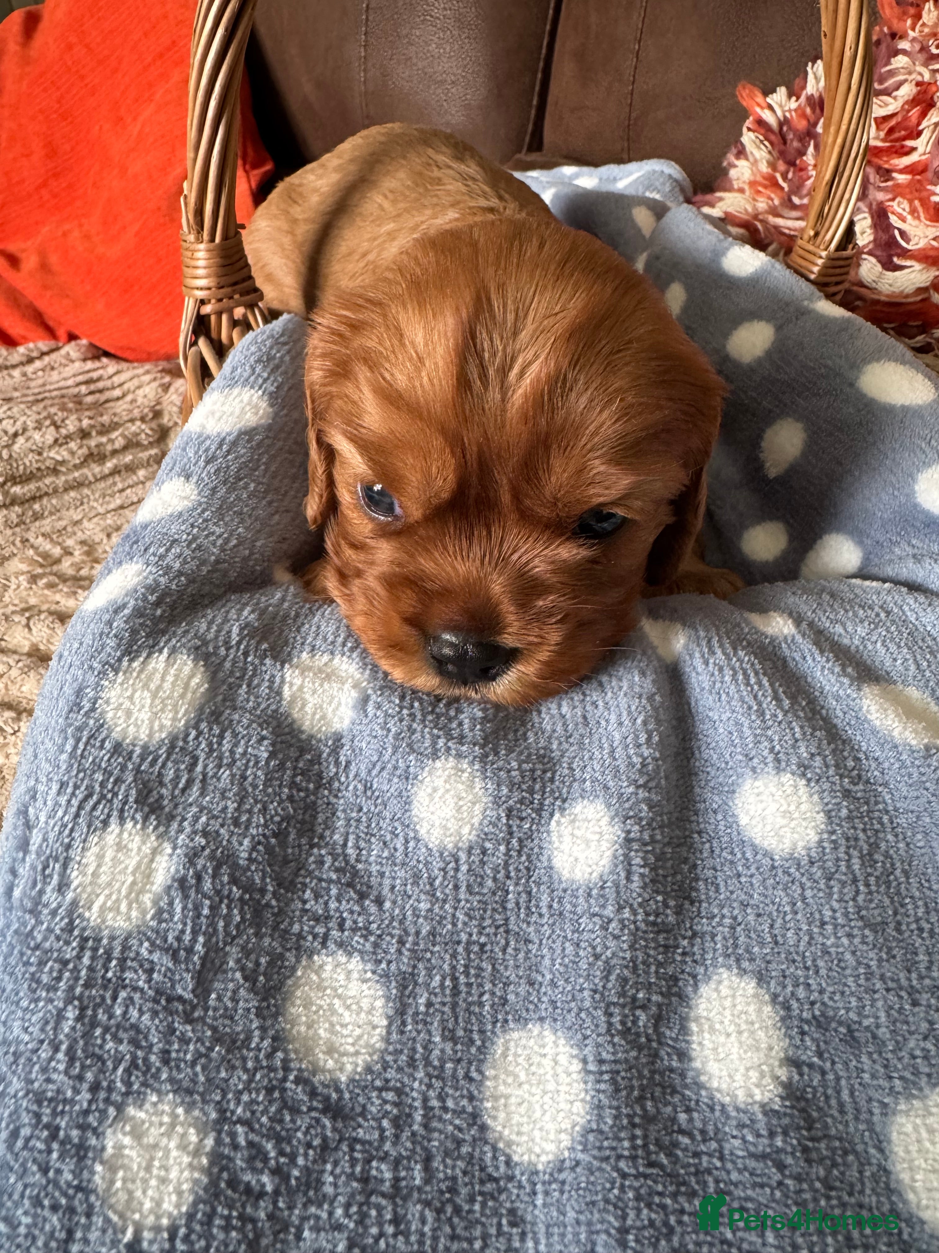 Cavalier King Charles Spaniel dogs Beautiful Cavalier King Charles Spaniel Puppies 🐶 - Advert 2