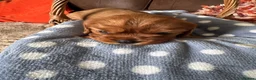 Cavalier King Charles Spaniel dogs for sale: Beautiful Cavalier King Charles Spaniel Puppies 🐶 - Advert 10