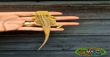 Bearded Dragon reptiles - Advert 11
