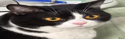 Mixed Breed cats for sale: Canela - Advert 8