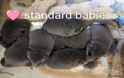 Mouse rodents for sale: African Pygmy dormice. Browns and Pieds!!! - Image 4