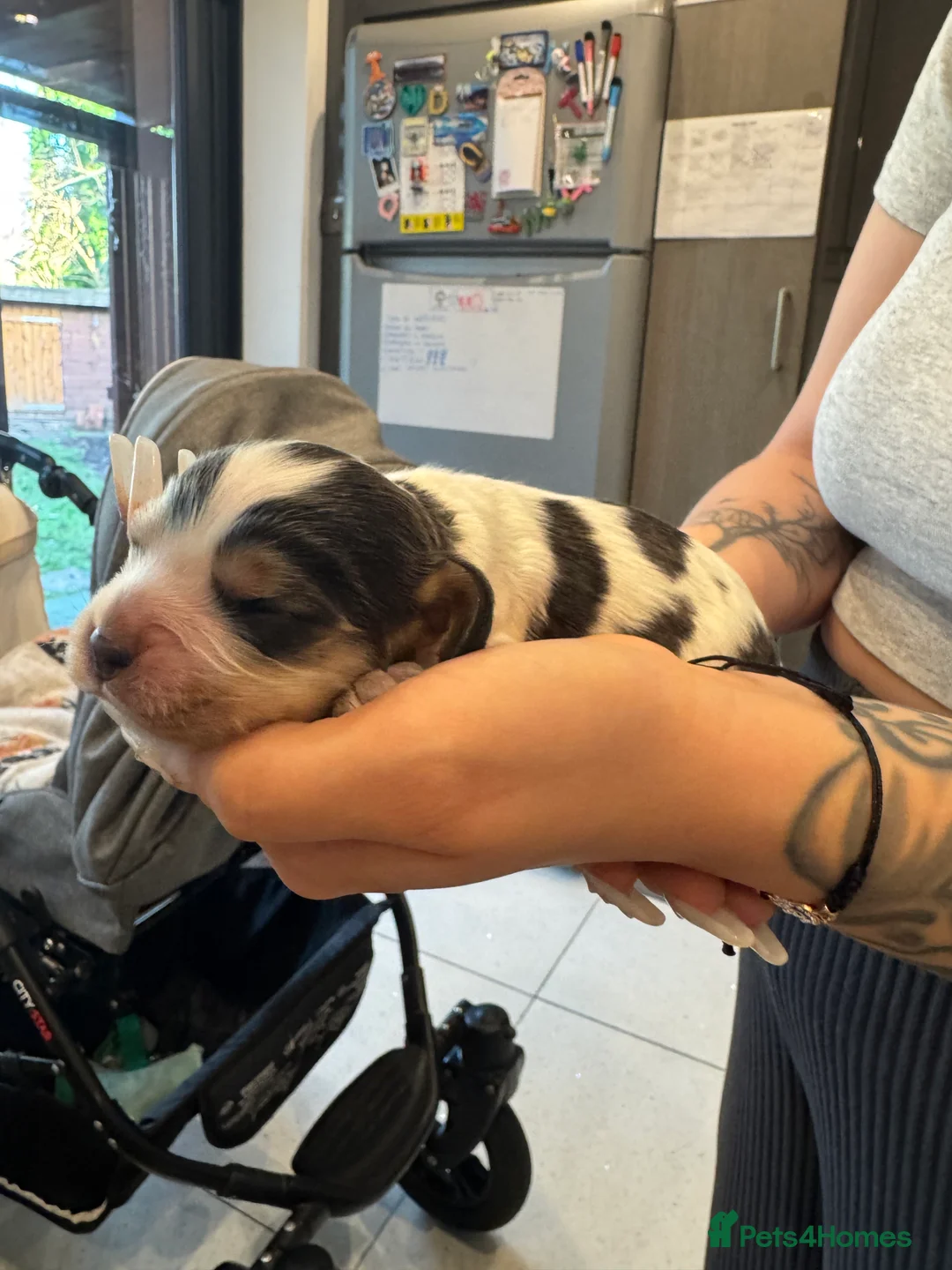 Mixed Breed dogs for sale: Cocker spaniel puppies - Advert 14