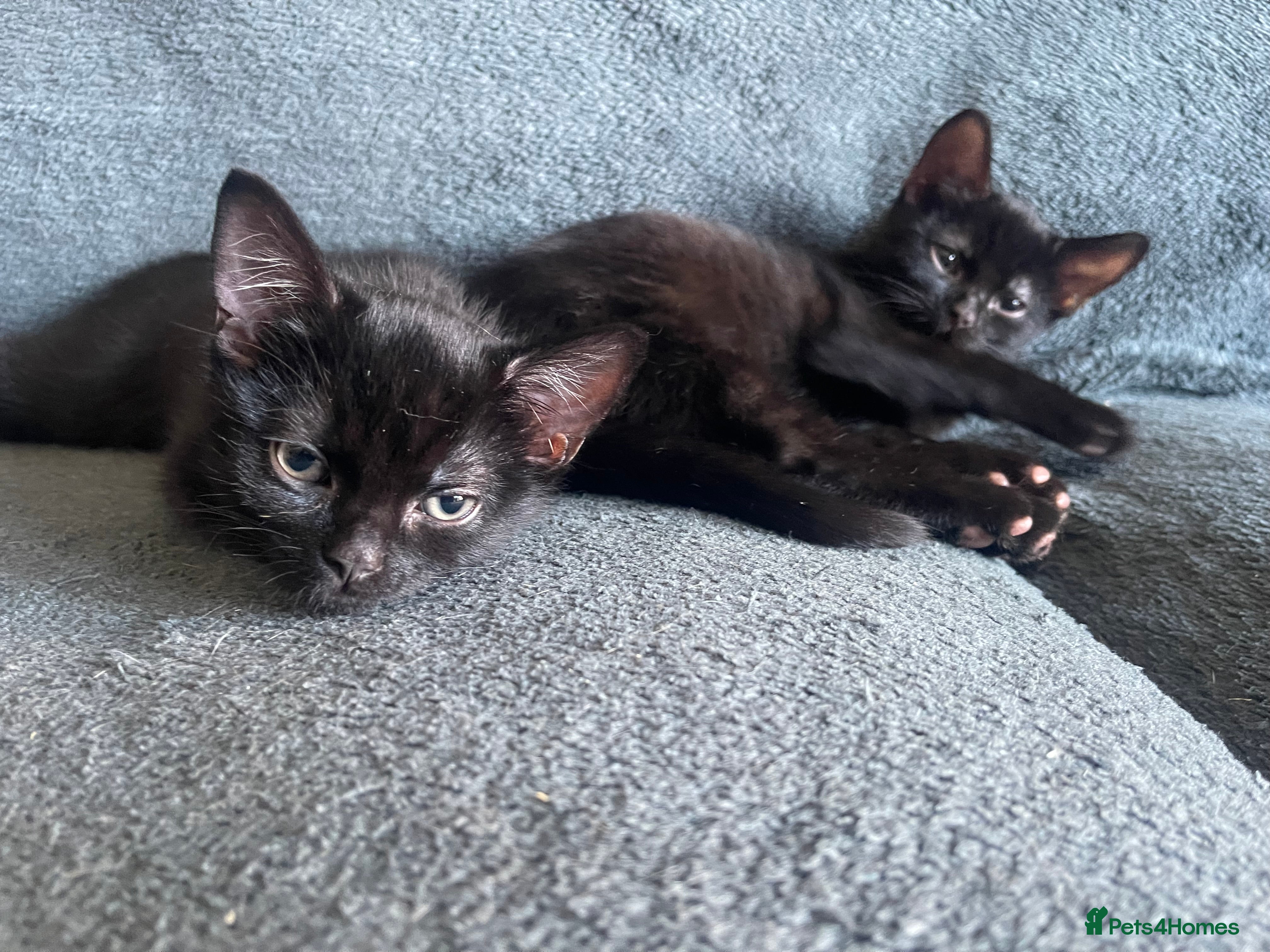 American Shorthair cats for sale: 🔥 Stunning Kittens – Unique Colours – Ready Soon  - Advert 2