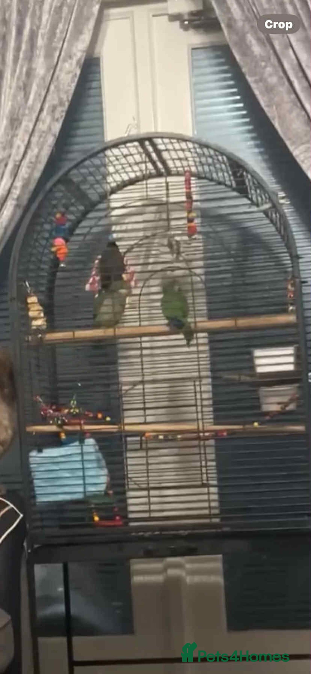 Parakeets birds for sale: 2 male Quaker parrots for sale  - Advert 2