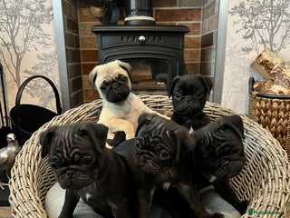 Pug dogs Superb Pug Puppies - ready now - Advert 6