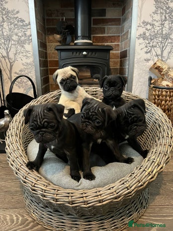 Pug dogs Superb Pug Puppies - Advert 1