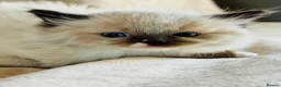 Ragdoll cats for sale: Ragdoll kittens  - Advert 13