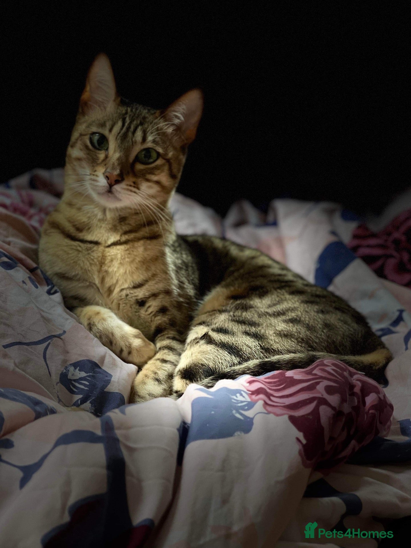 Savannah cats for sale: Stunning Savannah Queen–Looking For Forever Home ❤ - Advert 3
