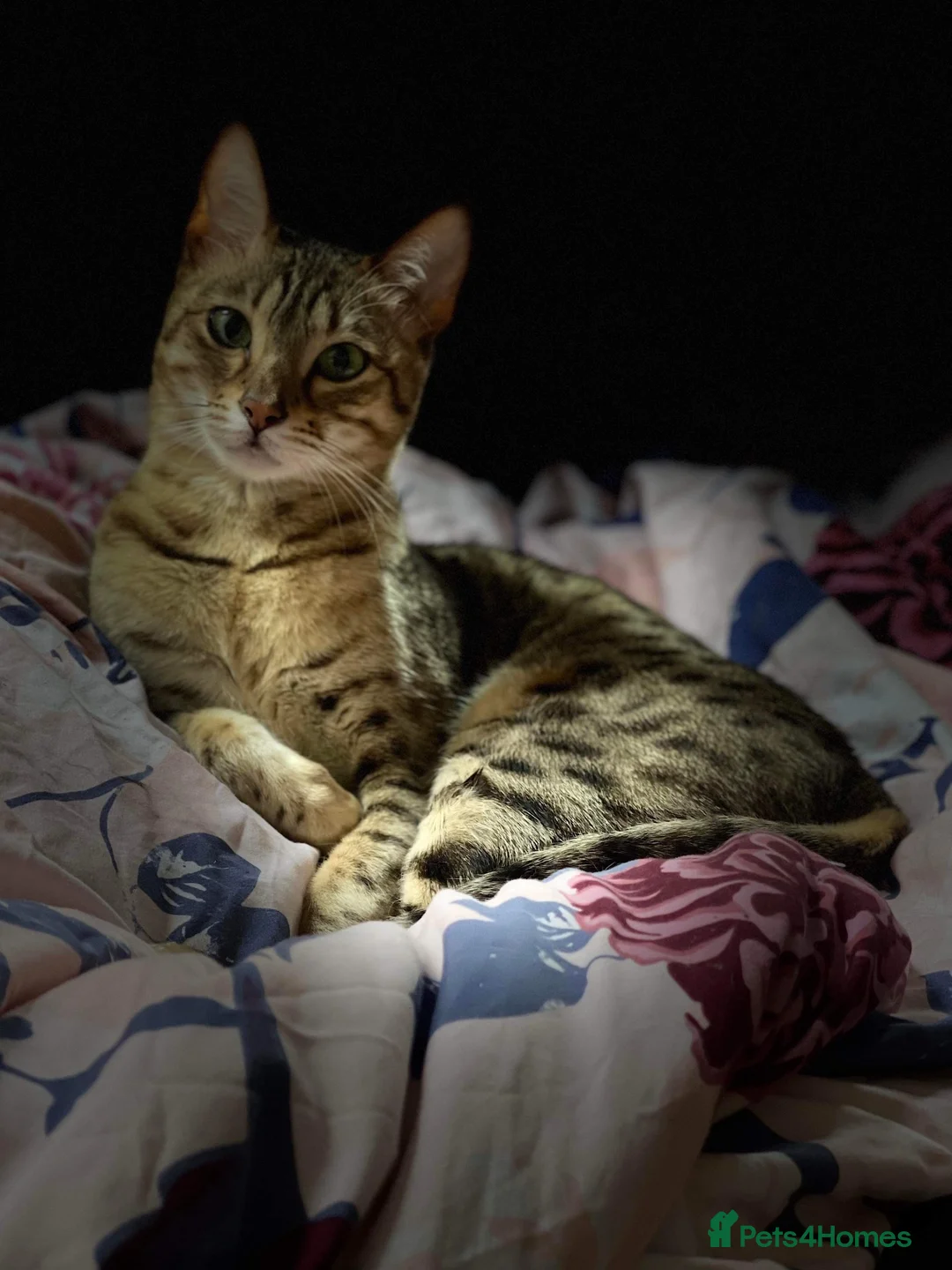 Savannah cats for sale: Stunning Savannah Queen–Looking For Forever Home ❤ - Advert 1