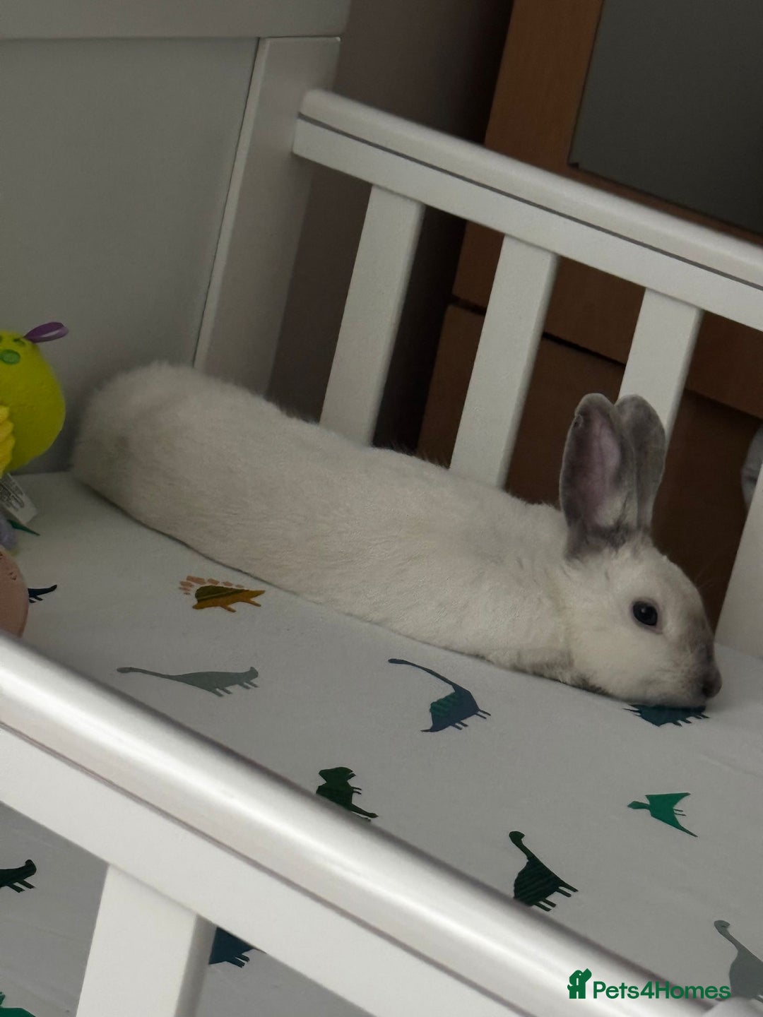 Mixed Breed rabbits for sale: Need rehoming as moving  - Advert 3