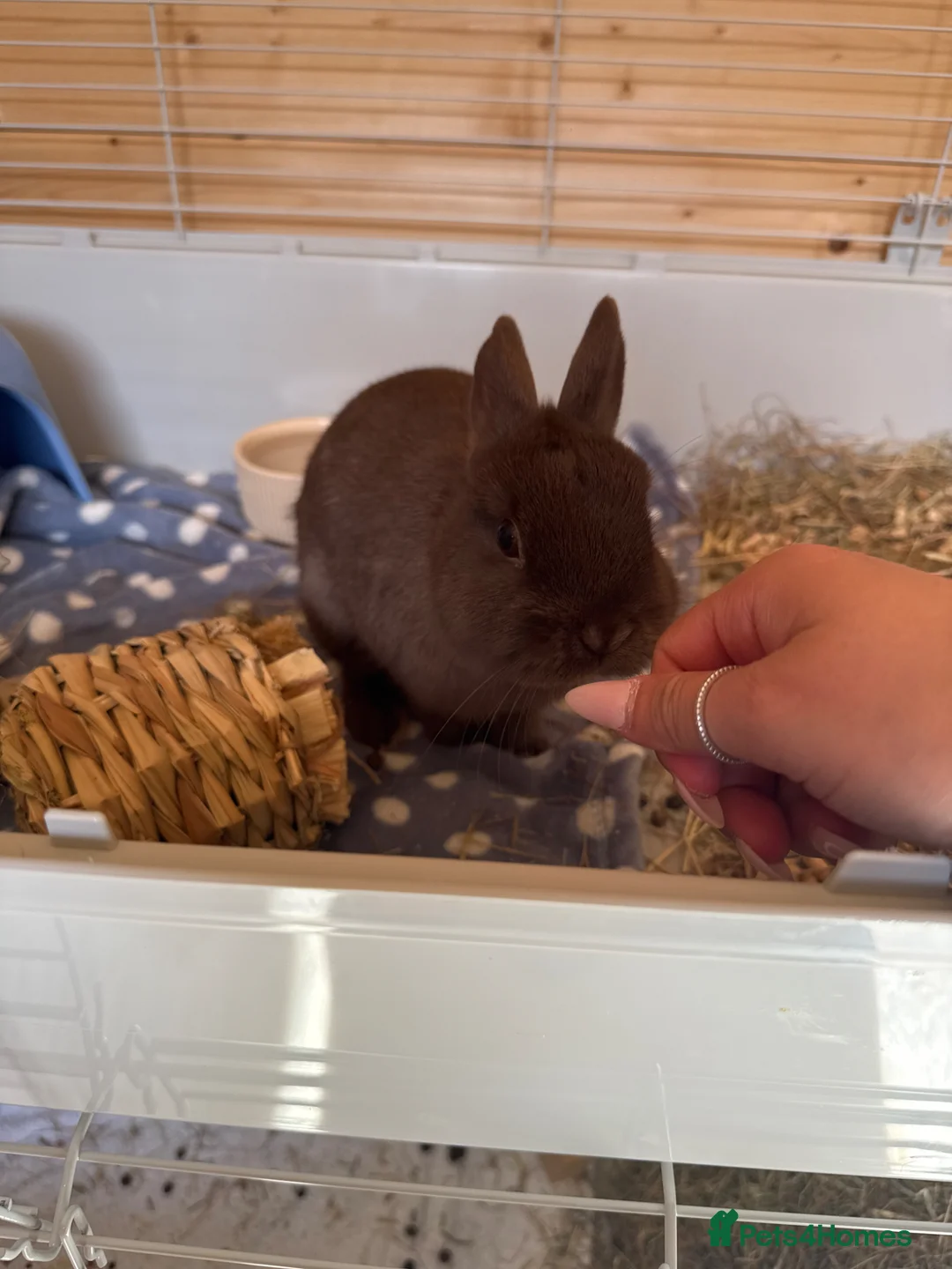 Netherland Dwarf rabbits for sale: Beautiful male Netherland Dwarf - Advert 2