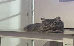 British Shorthair cats for sale: Beautiful kittens  - Image 19