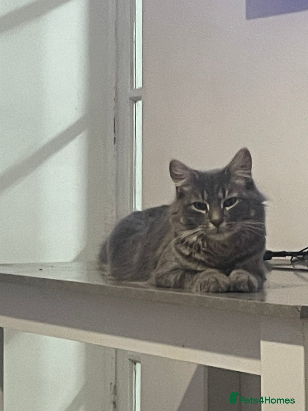 British Shorthair cats for sale: Beautiful kittens  - Image 19