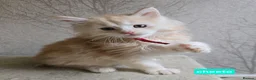 Maine Coon cats for sale: RARE Red High Silver Stunning Maine Coons Boys - Advert 5