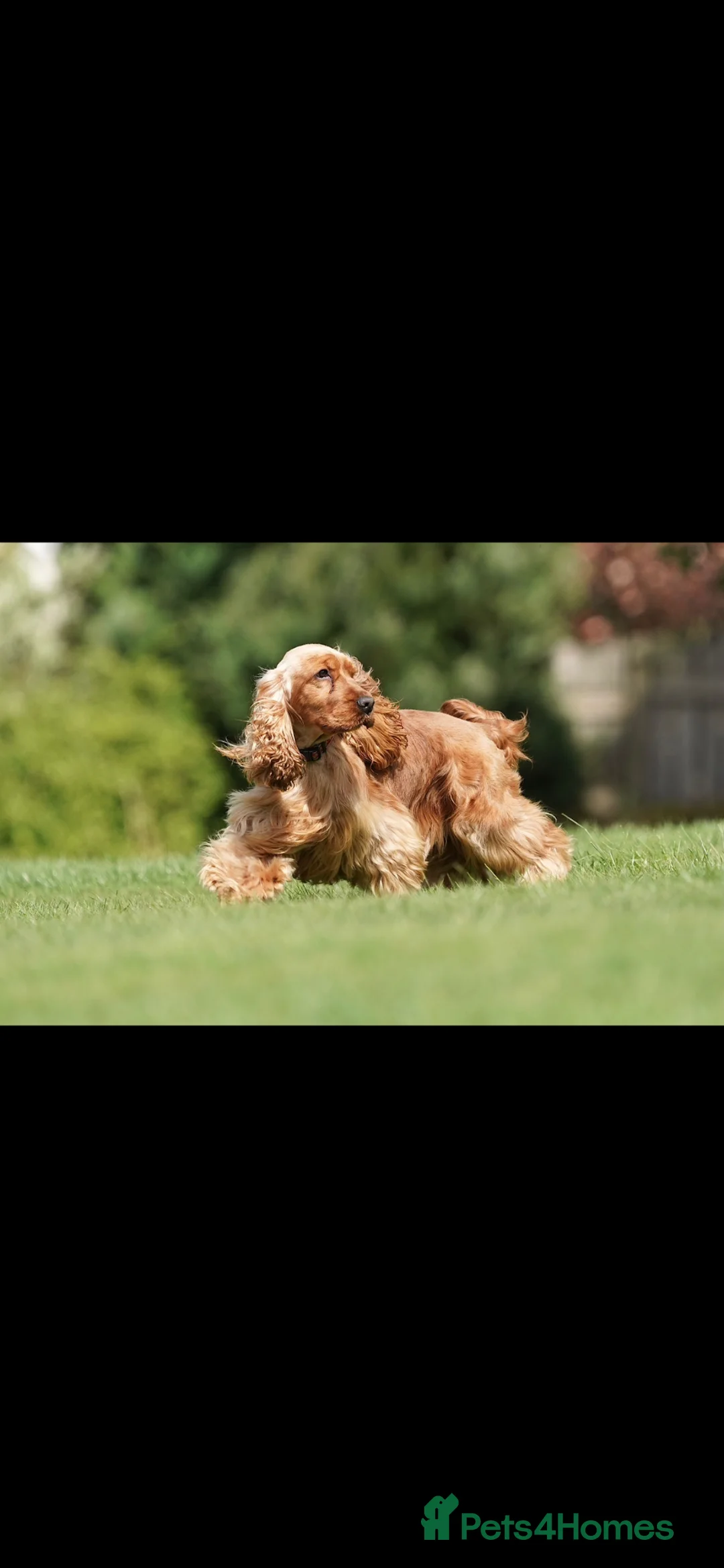 Cocker Spaniel dogs for sale: KC REG SHOW TYPE GOLDEN COCKER SPANIELS  - Advert 8