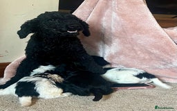 Cockapoo dogs for sale: Playful Cockerpoos  - Image 2
