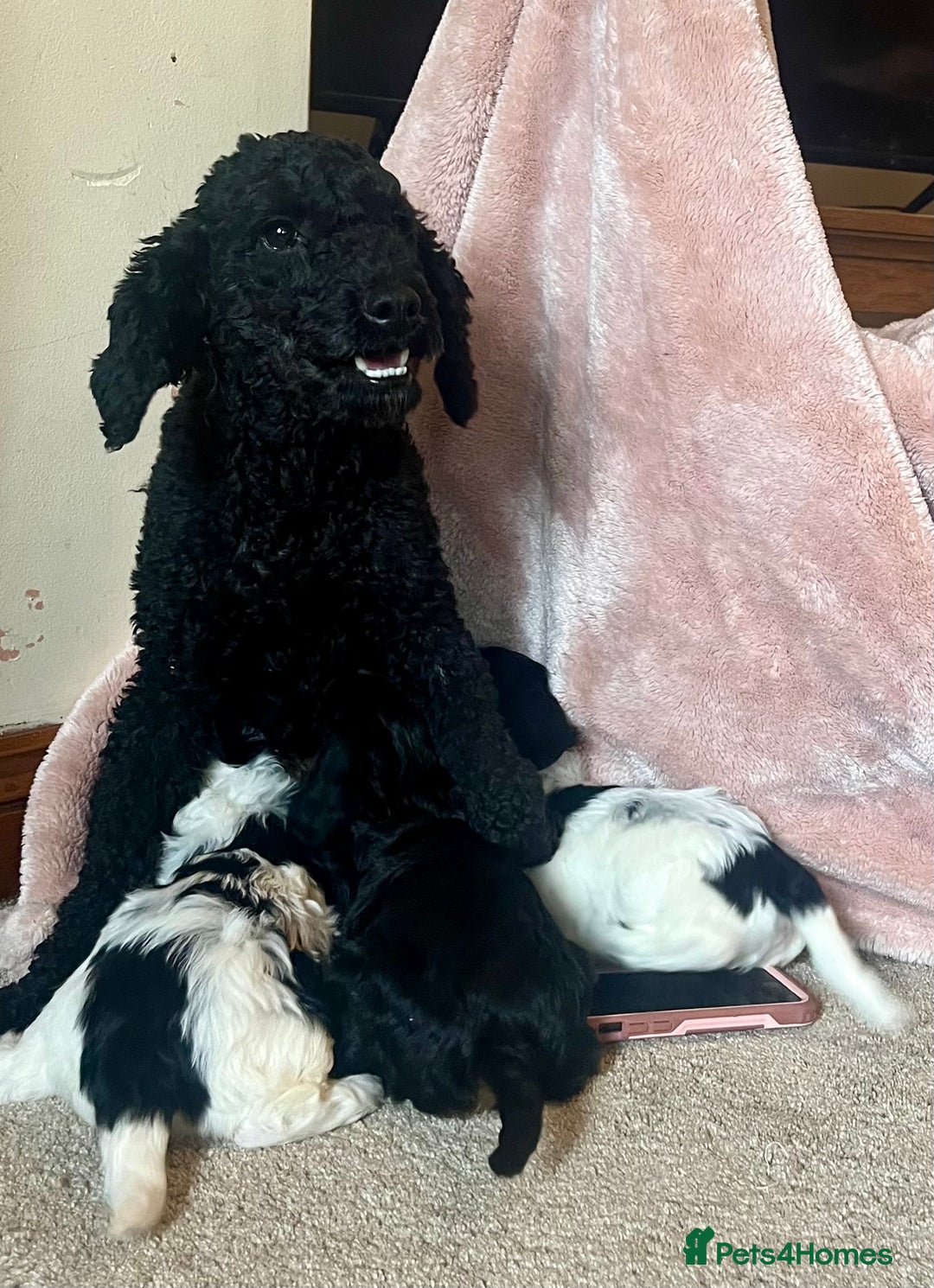 Cockapoo dogs for sale: Playful Cockerpoos  - Image 2