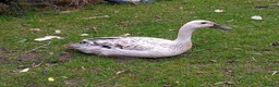 Ducks poultry for sale: Pure Silver Indian Runner Ducks available for Sale - Advert 2