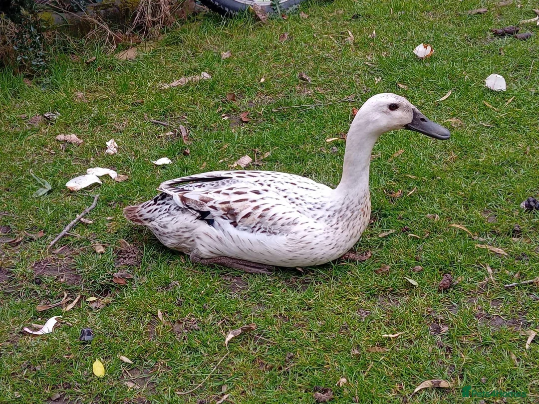 Ducks poultry for sale: Pure Silver Indian Runner Ducks available for Sale - Advert 2