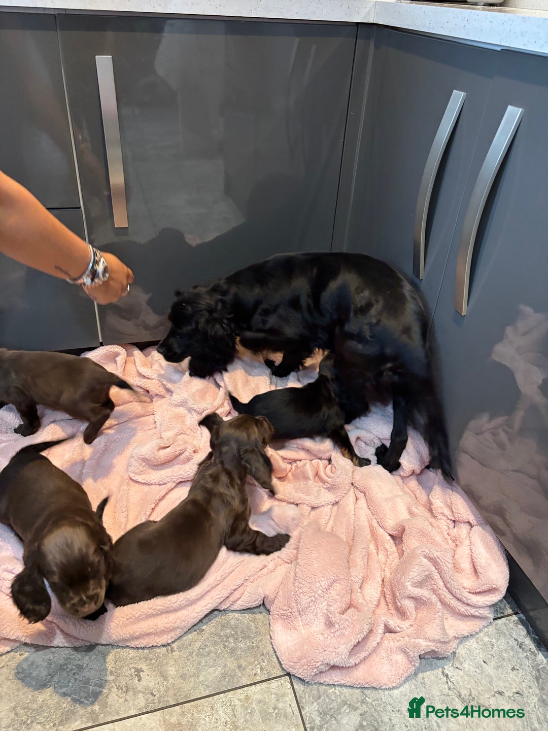 Cocker Spaniel dogs for sale: Cocker spaniel puppies - Image 2