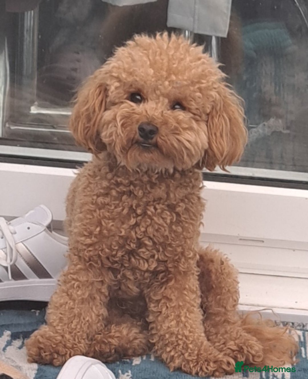 Poochon dogs for stud: Poochon Stud - Image 5