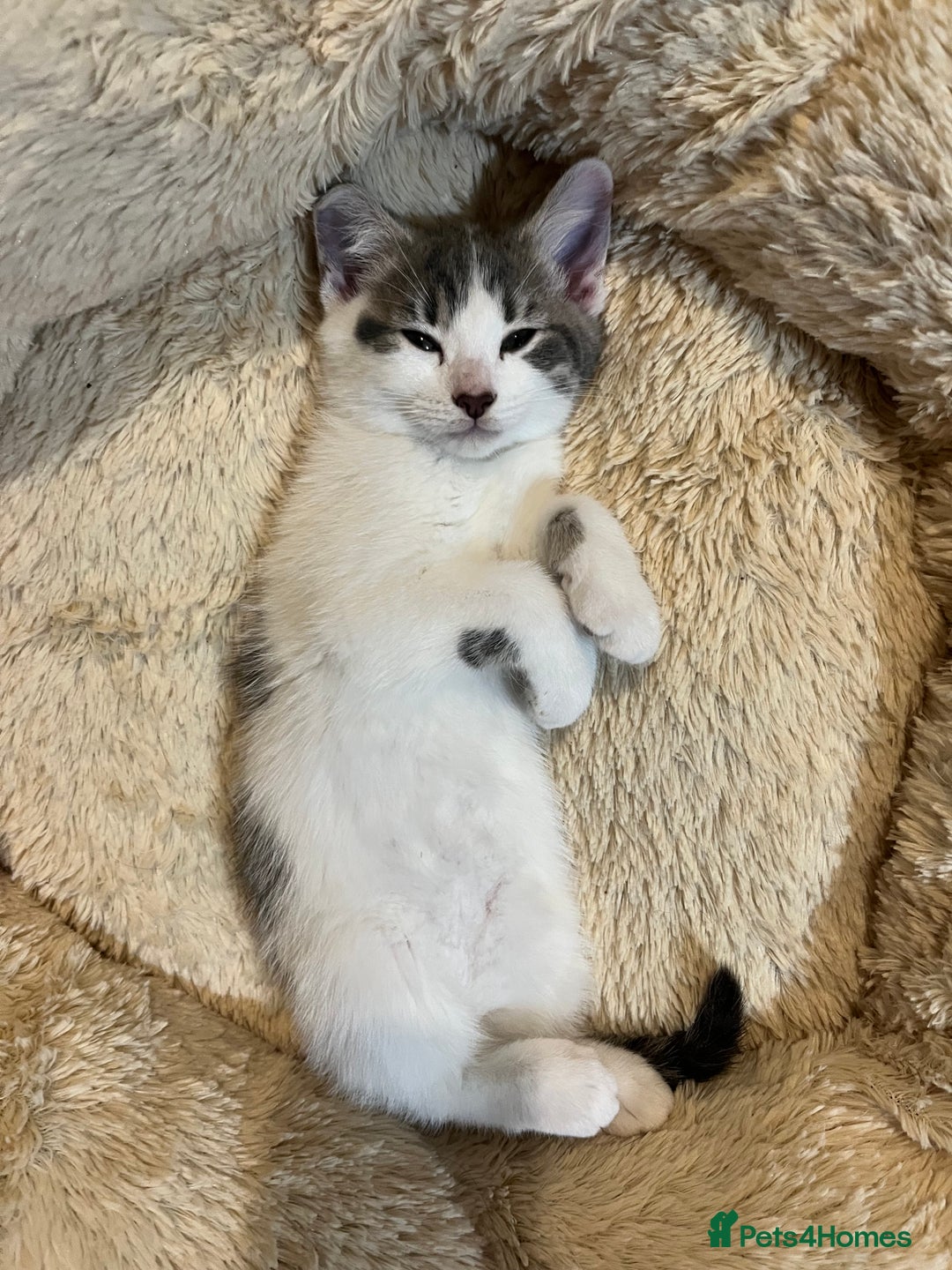 Mixed Breed cats for sale: Cute kittens looking for loving home  - Image 10