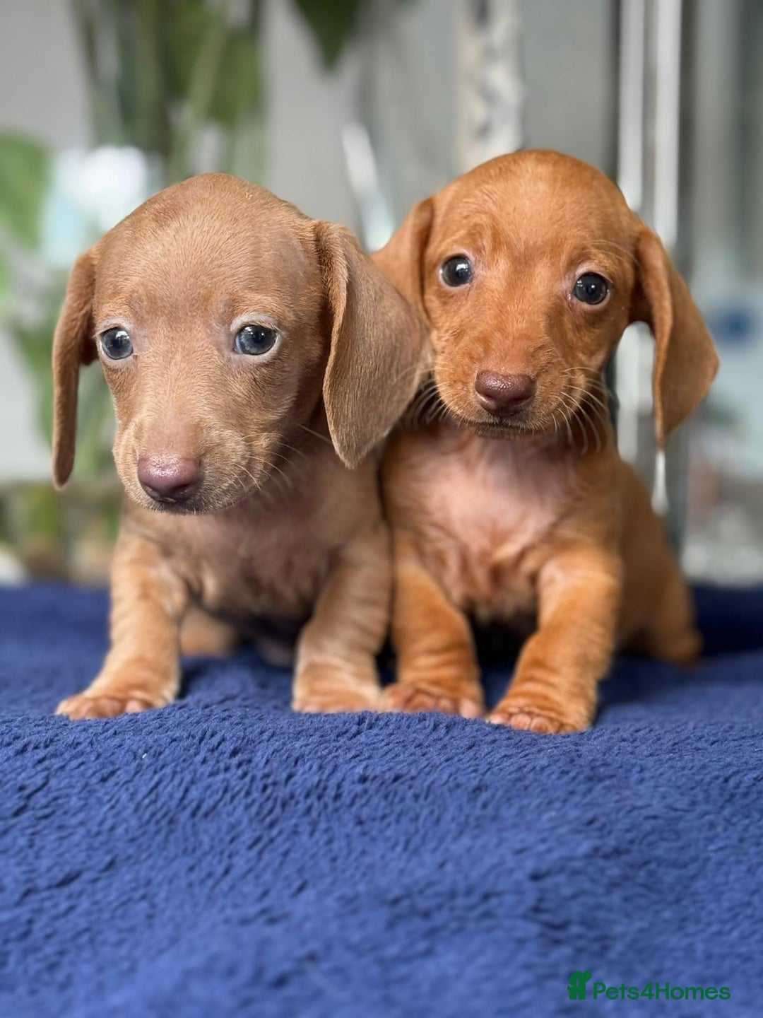 Miniature Dachshund dogs for sale: gorgeous litter of kaninchen mini dachshunds - Image 2