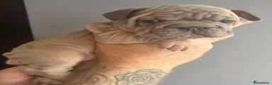 French Bulldog 8