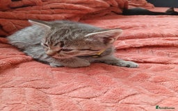 Oriental cats for sale: 2girls 1 boy - Advert 28