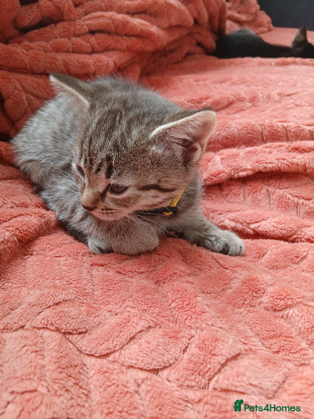 Oriental cats for sale: 2girls 1 boy - Advert 28