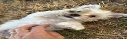 Maltese dogs for sale: Mini Maltese puppies for sale in Westgate-on-Sea - Advert 3