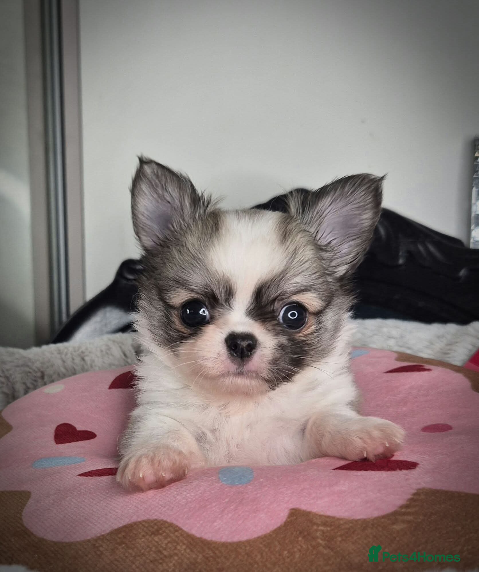 Chihuahua dogs KC Beautiful Chihuahua boy - Advert 1