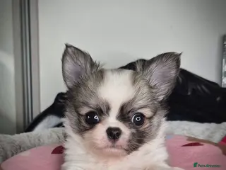 Chihuahua dogs KC Beautiful Chihuahua boy - Advert 3