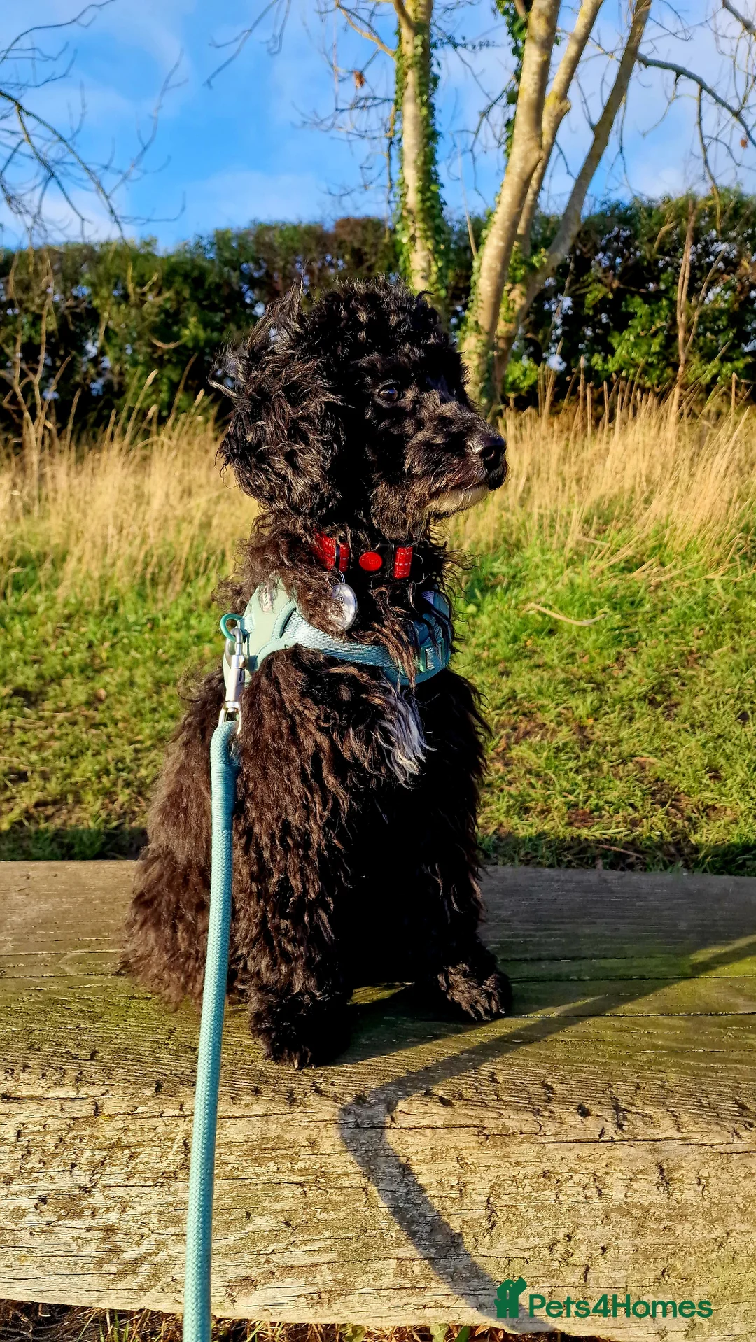 Mixed Breed dogs for sale: Cockapoo male  - Advert 1