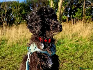 Mixed Breed dogs Cockapoo male - Advert 9