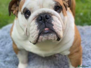 English Bulldog dogs show lines bulldog for stud in Nottingham - Advert 15