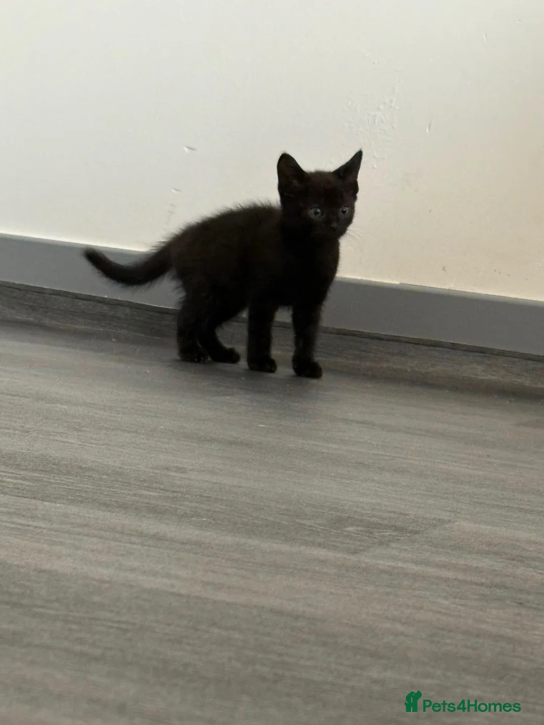 Mixed Breed cats for sale: Black and white male kittens  - Advert 16