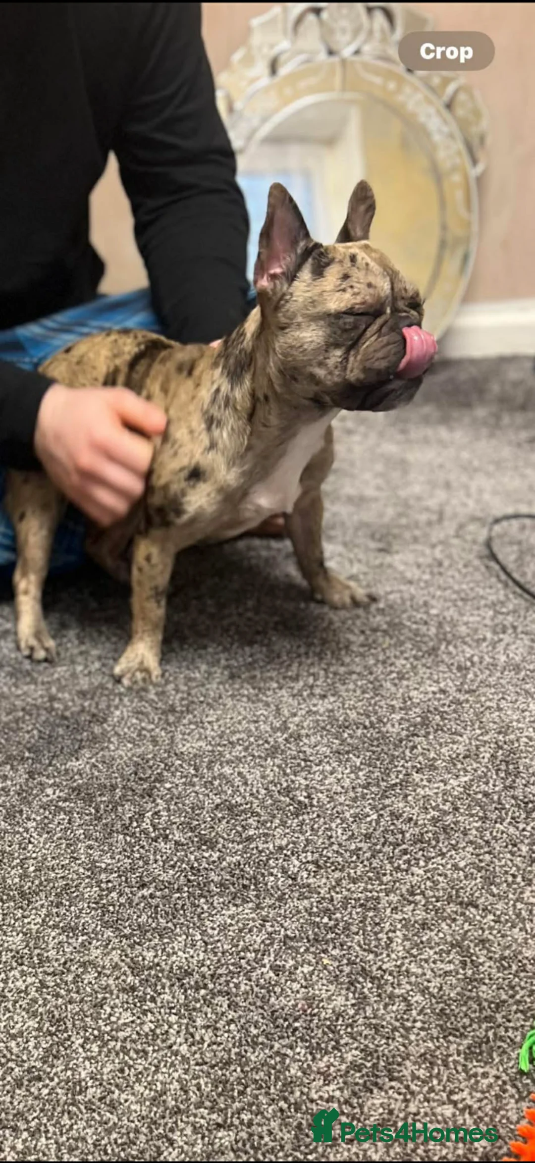 French Bulldog dogs for sale: Female Merle 11 month old French bulldog  in West Drayton - Advert 3