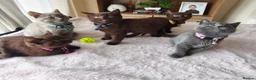 Mixed Breed cats for sale: Gorgeous British Shorthair Mix Kittens - Advert 3