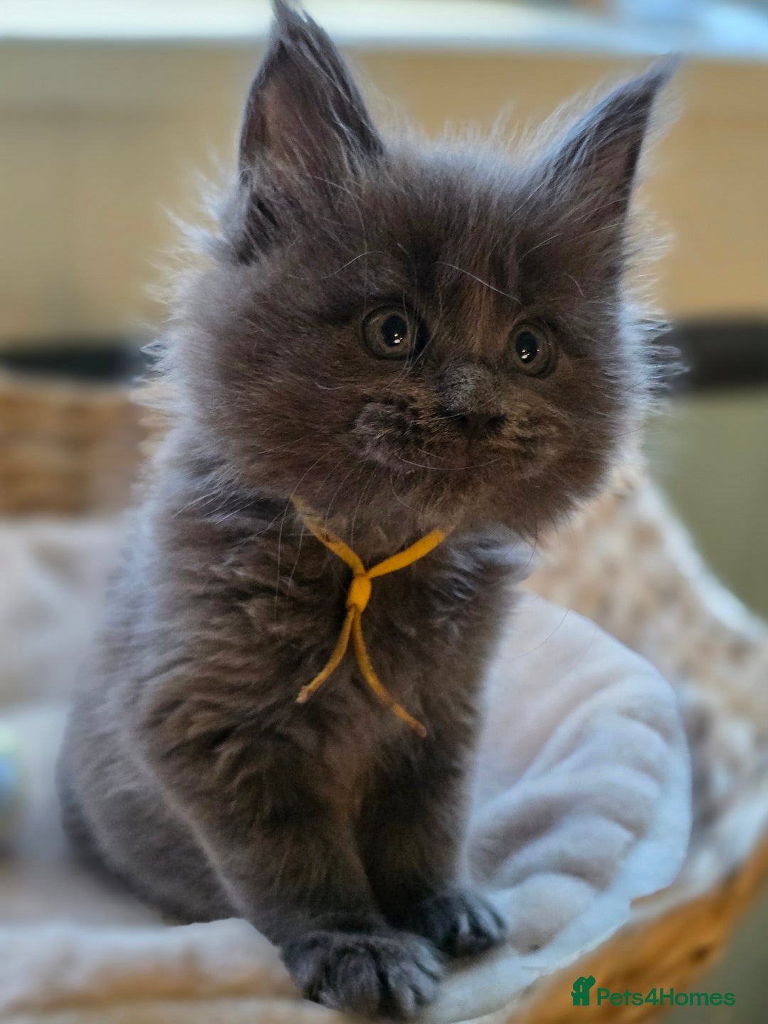 Maine Coon cats for sale: Two beautiful blue smoked mainecoon girls 4 sale  - Image 14