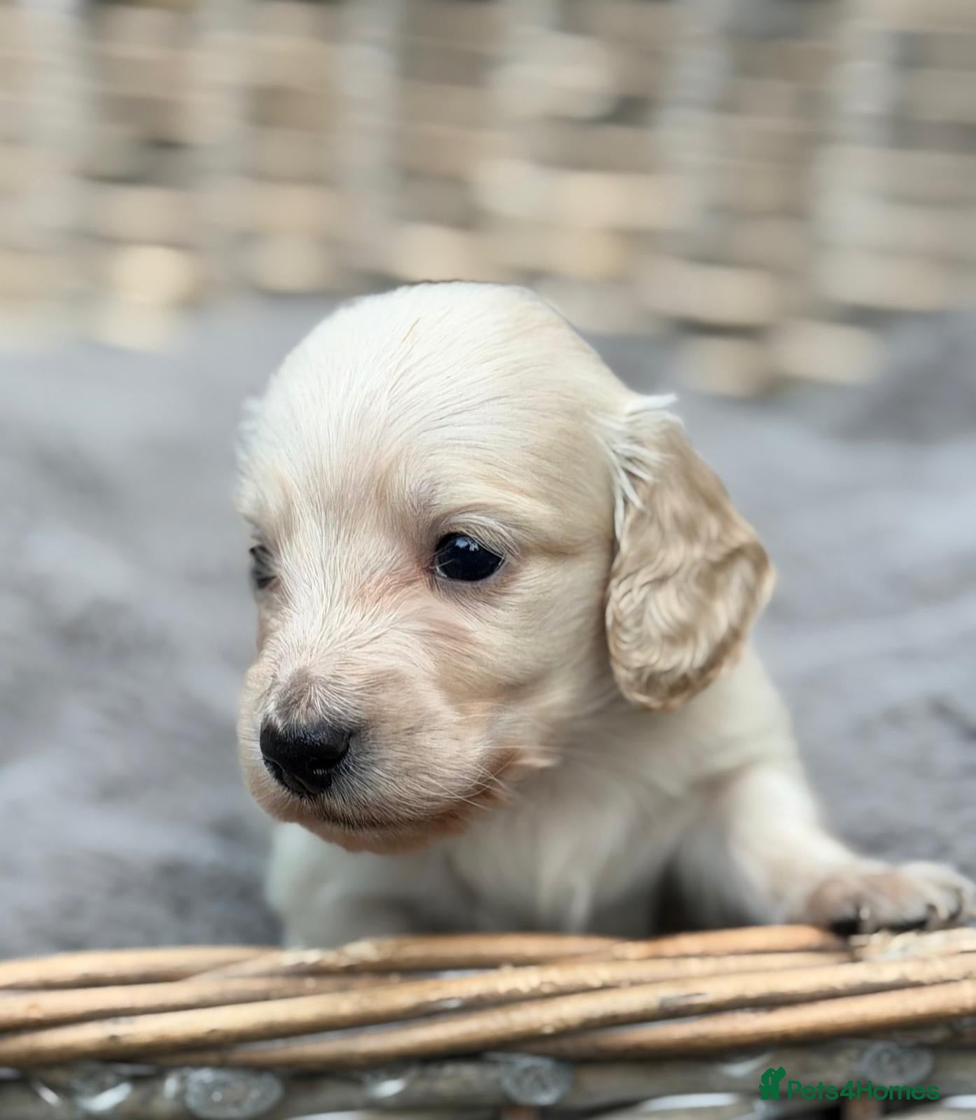 Miniature Dachshund dogs KC reg English Cream mini Dachshund puppies  - Advert 17