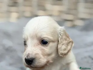 Miniature Dachshund dogs KC reg English Cream mini Dachshund puppies - Advert 17