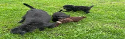 Labradoodle dogs for sale: Miniature labradoodle puppies - Advert 2