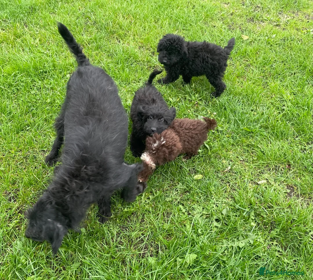 Labradoodle dogs for sale: Miniature labradoodle puppies - Advert 2