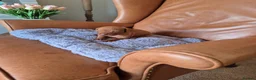Hungarian Vizsla dogs for sale: Champion Bred Hungarian Vizsla Pups 0.9%COI KC Reg - Advert 21